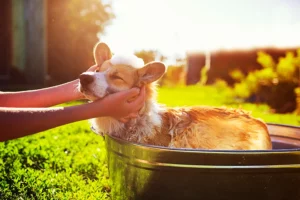 Pet owners in Decatur, IL grooming their pet outside to avoid pet hair going down their bathtub drain and backing up their septic system.
