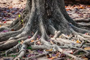 Sewer & Septic Specialist—A tree with expansive roots that could cause trouble for your sewer or septic system in Decatur, IL.