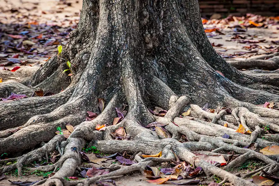 Sewer & Septic Specialist—A tree with expansive roots that could cause trouble for your sewer or septic system in Decatur, IL.